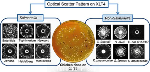得益于新開發(fā)的激光傳感器，沙門氏菌檢測變得更加簡單